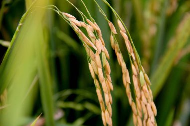 Paddy alanında Sekinchan, İstanbul