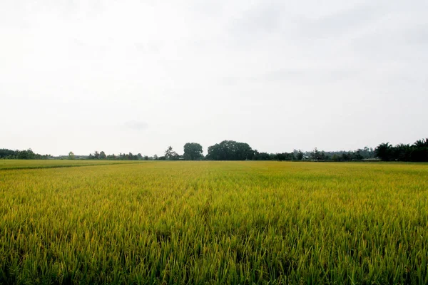 Paddy alanında Sekinchan, İstanbul