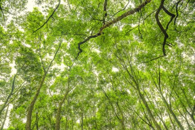 Okaliptüs ormanı bak