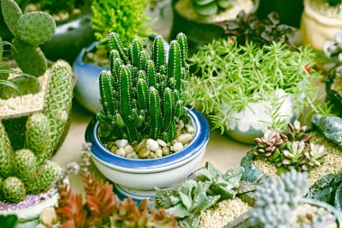 Sulu, yakın bitkiler backgruond ayarla