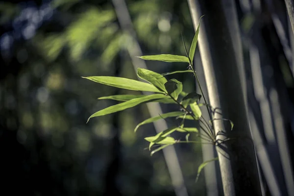 Trave Brilla Foglie Bambù Foresta — Foto Stock