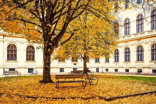 Árbol de ginkgo de otoño en el parque de la ciudad —  Fotos de Stock