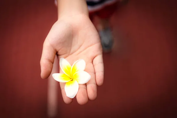 Flor de plumería de primer plano en la mano del niño — Foto de Stock