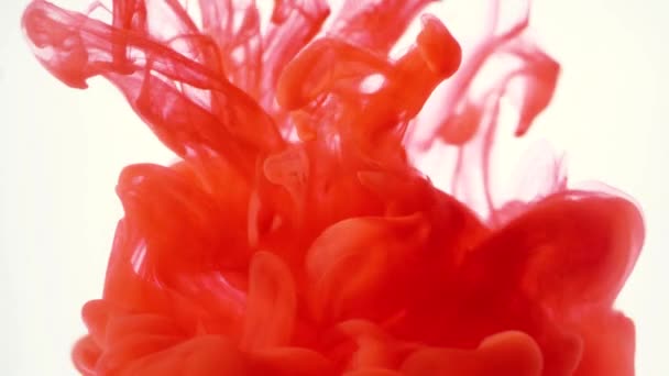 Encre rouge comme tombé dans l'eau, au ralenti sur fond blanc — Video