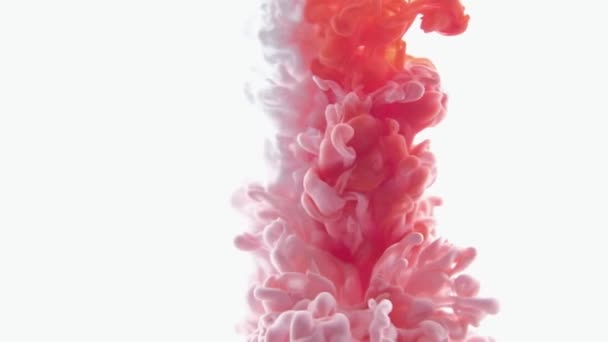 Κόκκινο και άσπρο χρώμα μελάνι σταγόνες σε νερό αργή κίνηση βίντεο λευκό φόντο με αντίγραφο χώρο. Inky σύννεφο στροβιλίζεται Αφηρημένη απομονωμένη έκρηξη καπνού — Αρχείο Βίντεο