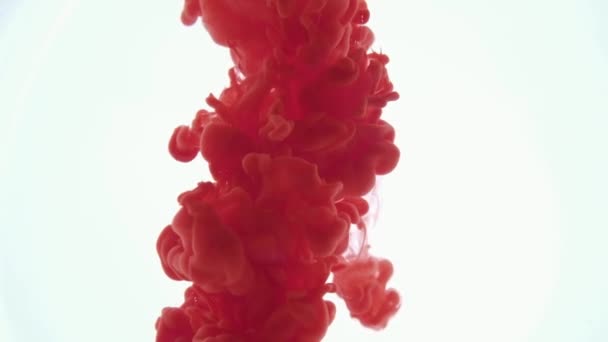 Gocce rosse, onde e nuvole di inchiostro creano forme dinamiche in acqua. Effetti dei colori in liquido. Studio girato su sfondo bianco. Arte astratta, pittura e concetto . — Video Stock