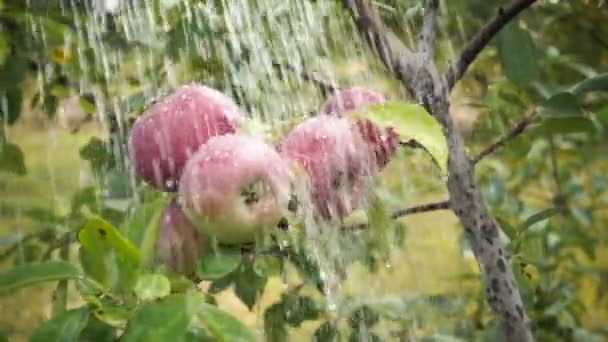 夏日雨后苹果树枝上的鲜红色苹果 — 图库视频影像