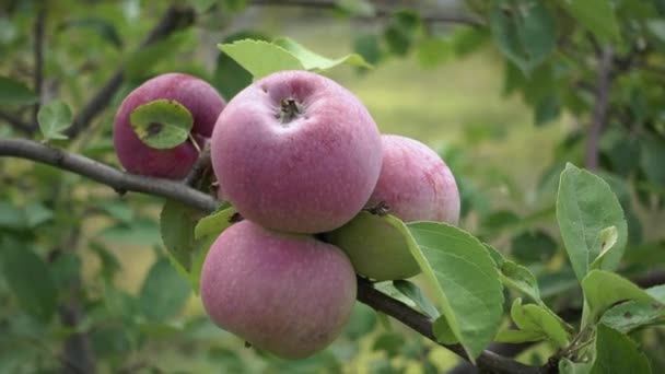 Rött äpple hängde på en gren bland bladen. — Stockvideo