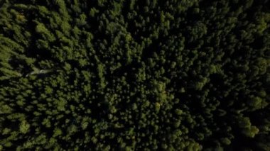 Hava uçak Kuzey Avrupa orman vurdu. 4 k'dan fazla vurdu