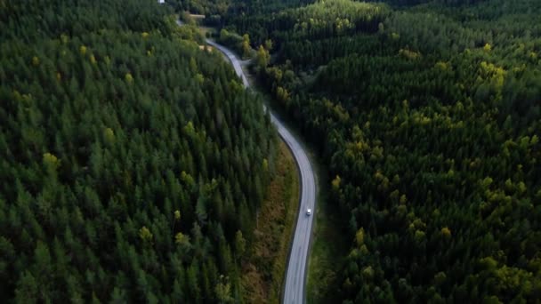 Вид с воздуха над асфальтовой дорогой с зелеными деревьями густых лесов, растущих с обеих сторон . — стоковое видео