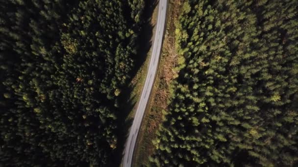 Vue aérienne survolant la route asphaltée avec des arbres verts de bois denses poussant des deux côtés . — Video