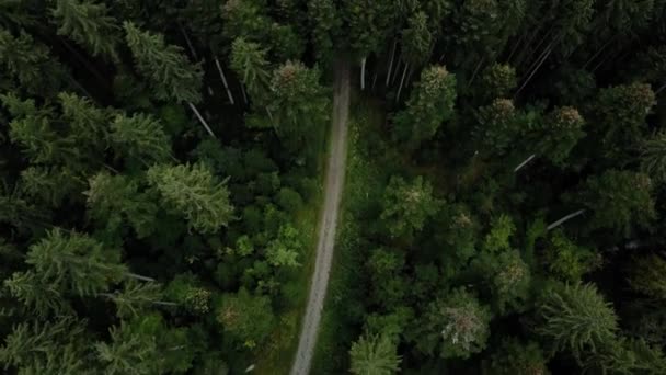 Воздушный беспилотник с видом на лесные деревья Пейзаж летом 4K — стоковое видео