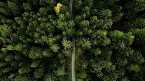 Vista aérea do drone da paisagem das árvores da floresta no verão 4K — Vídeo de Stock