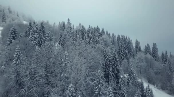 Vue aérienne forêt d'hiver. branche d'arbre enneigé dans une vue sur la forêt d'hiver . — Video