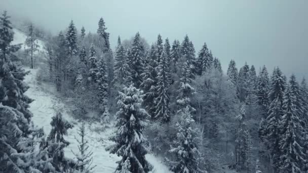 Aerial view winter forest. Snowy tree branch in a view of the winter forest. — Stock Video