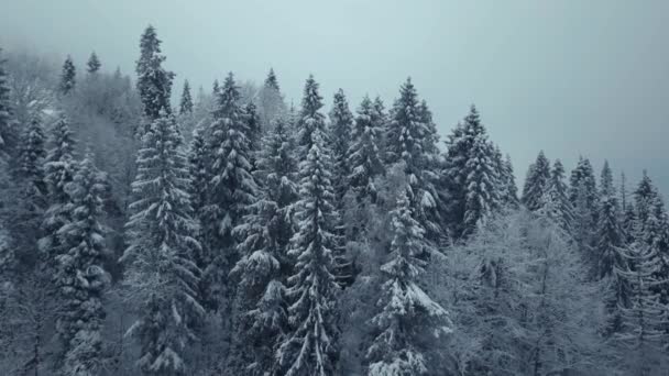 Vista aerea foresta invernale. Ramo di albero innevato in vista della foresta invernale . — Video Stock