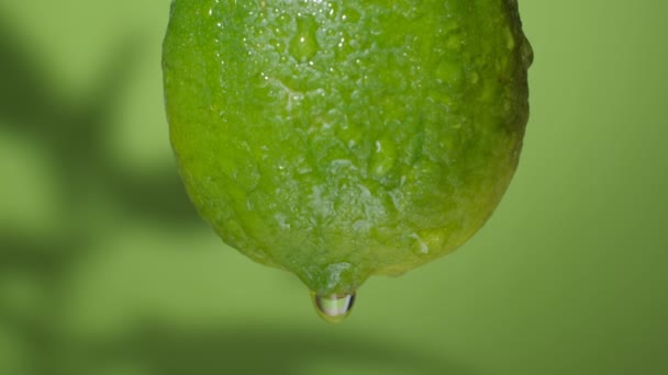 Gotas de água da chuva de frutas de limão, belas imagens naturais HD sazonais frescas, fundo natural verde . — Vídeo de Stock