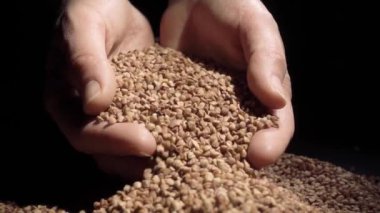 Erkek kontrol buğday kalitesi, dokunaklı ve dökme tahıl yığın eller