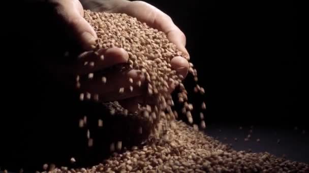 Female hands pours buckwheat grain. Slow motion — Stock Video