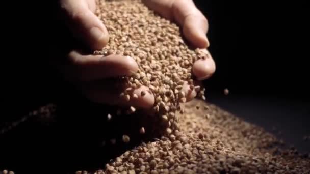 여성 손 메 밀 곡물을 따른다. 슬로우 모션 — 비디오