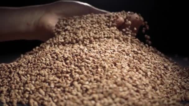 Female hands pours buckwheat grain. Slow motion — Stock Video