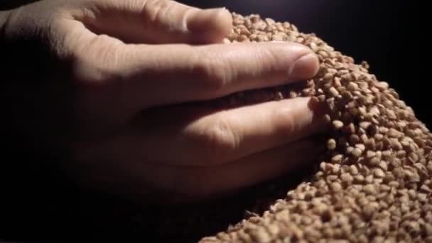 Las manos vertían grano. Fondo negro — Vídeo de stock