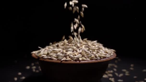 El grano de trigo cae desde una altura en un plato — Vídeo de stock