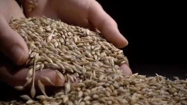 Mãos segurando grãos de trigo em um fundo preto — Vídeo de Stock