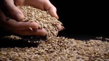 Buğday taneleri bir siyah arka plan üzerinde tutan eller