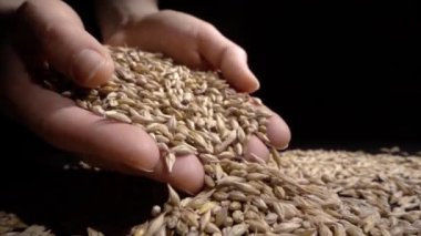 Buğday taneleri bir siyah arka plan üzerinde tutan eller