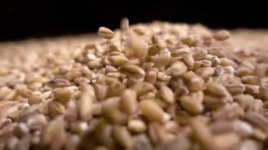 Kepekli pearl arpa veya yukarıdan siyah arka plan üzerine düşen buğday yığını. Tarım closeup makro gıda ham tohum