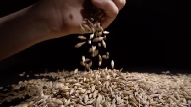 Ręce, trzymając ziarna pszenicy na czarnym tle — Wideo stockowe