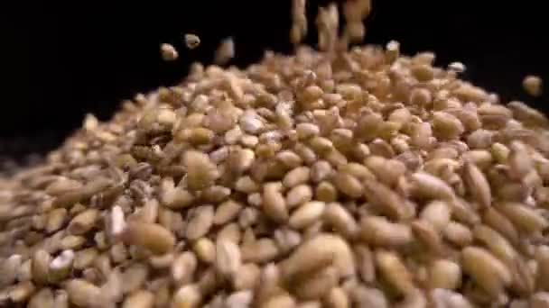 Montón de grano entero de cebada perlada o trigo que cae desde arriba sobre fondo negro. Agricultura primer plano macro alimentos semillas crudas . — Vídeo de stock