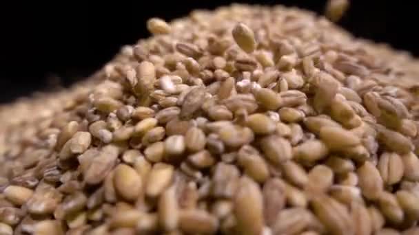 Pilha de integral de cevada de pérola ou trigo que cai de cima sobre fundo preto. Agricultura close-up macro alimentos sementes cruas . — Vídeo de Stock