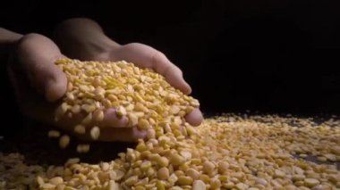 Kadın el avuç kuru bezelye, yüksek kaliteli gıda tutarak