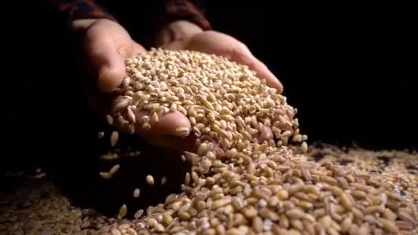 Pearl barley spilling on burlap — Stock Video