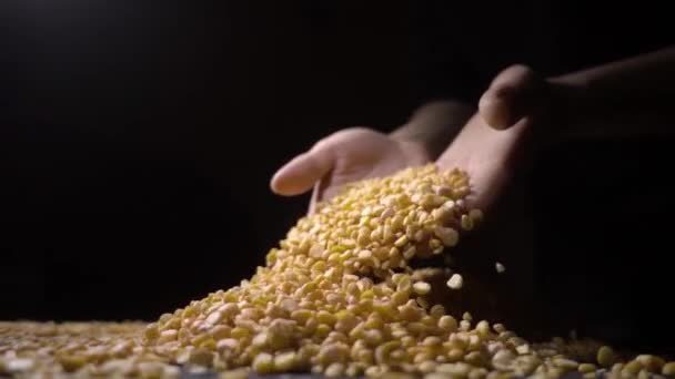 Женщина держит в руках горсть сушеного гороха, высокое качество пищи — стоковое видео