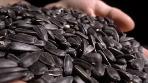 Крупним планом Жінка торкається насіння соняшнику — стокове відео