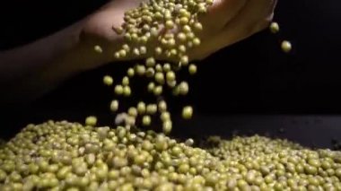 Bilinmeyen kadın closeup mung fasulye veya yeşil fasulye tutan eller