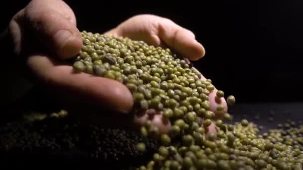 Closeup of unknown woman hands holding mung beans or green beans — Stock Video