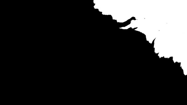Μελάνι Μπλουμ. Όμορφη λευκή μελάνη νερομπογιάς πέφτει μετάβαση σε μαύρο φόντο, — Αρχείο Βίντεο