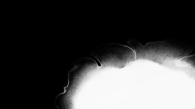 Çiçek mürekkebi. Güzel beyaz suluboya mürekkep siyah arkaplana geçiş yapıyor,