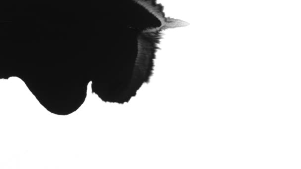黑色斑点白色背景 — 图库视频影像
