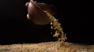 Kuru bezelye bir tablo, siyah arka plan üzerine dökülür.