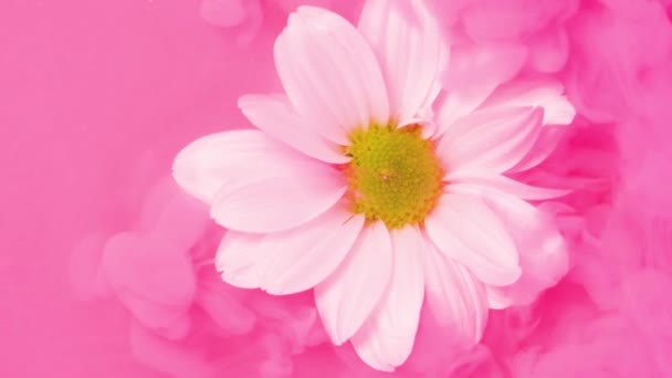 Weiße Blume und rosa Tuschewolke im Wasser — Stockvideo