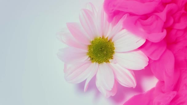 水の中の白い花とピンクのインク雲 — ストック動画