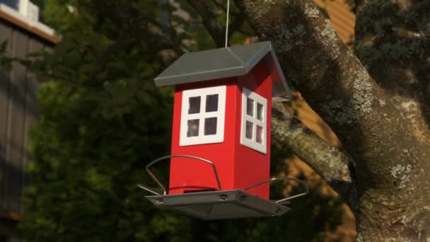 Red wooden bird feeder hangs on tree — Stock Video