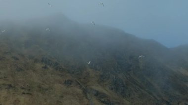 Güzel dağ sis zirveleri ve uçan kuşlar. Yavaş hareket