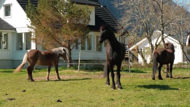 Лошади свободно пасутся возле дома. Норвегия — стоковое видео