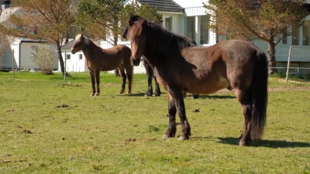 Paarden grazen vrij in de buurt van het huis. Noorwegen — Stockvideo